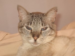 Brakanjan