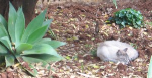 2010-05-15Honde 007