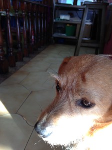 Dog