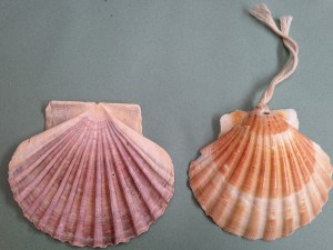 Scallop shell