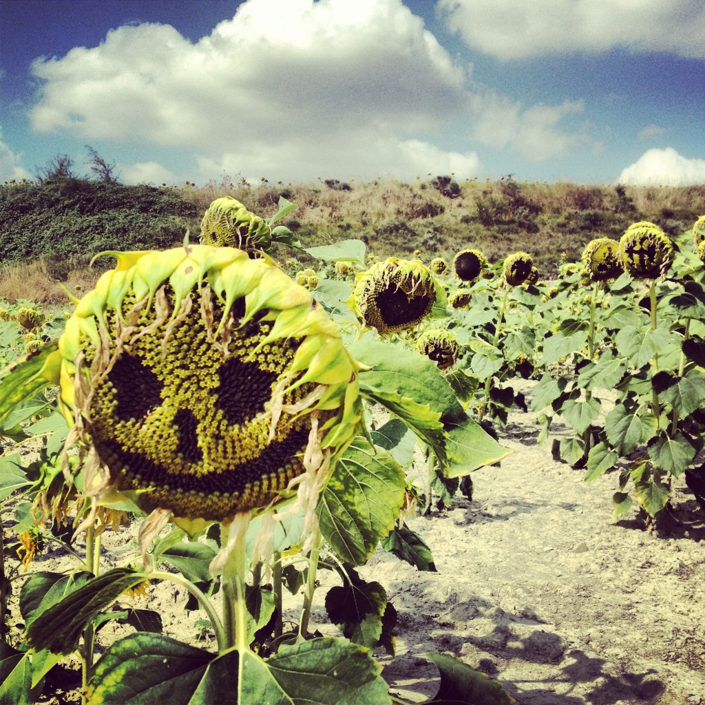 Sunflower