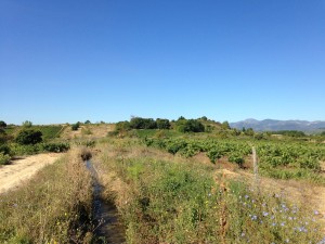 Camponaraya