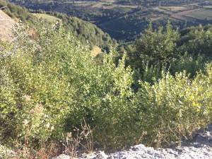 Fonfria