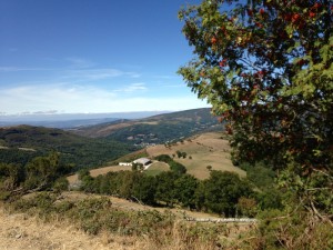 Biduedo